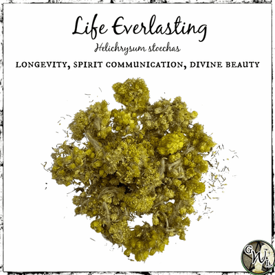 Life Everlasting Flowers | Longevity, Spirit Communication, Divine Beauty