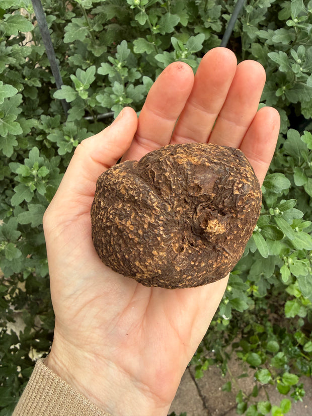 High John The Conqueror Root | Protection, Strength, Prosperity