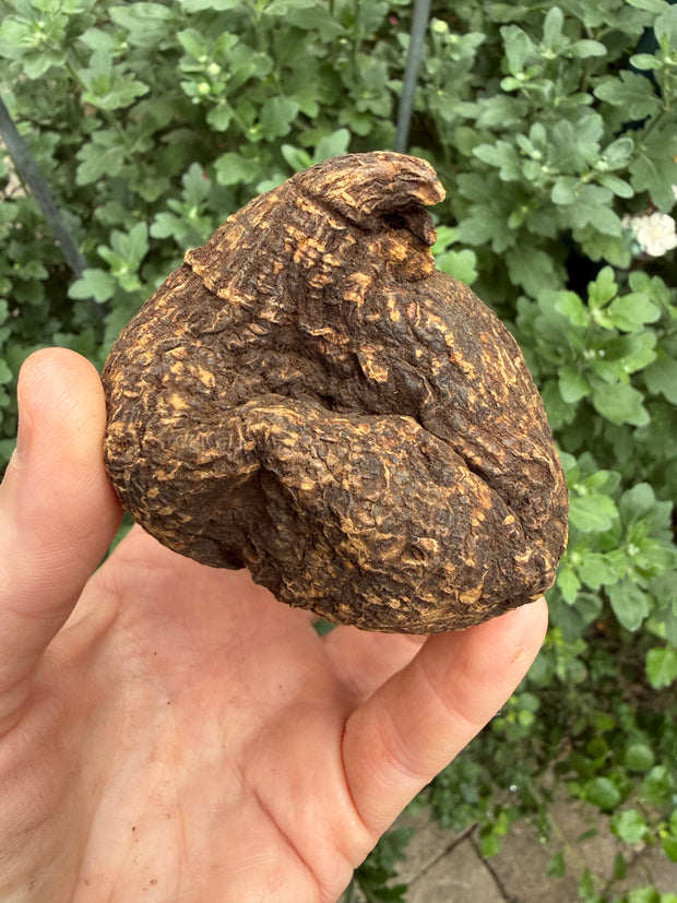 High John The Conqueror Root | Protection, Strength, Prosperity