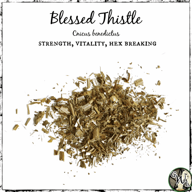 Blessed Thistle, Organic | Strength, Vitality, Hex Breaking
