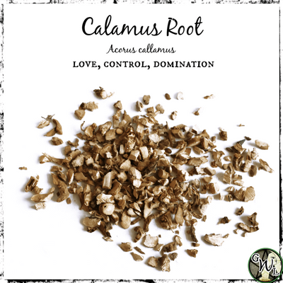 Calamus Root, Organic | Love, Control, Domination