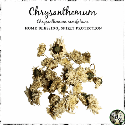 Chrysanthemum Flowers, Organic | Home Blessing, Spirit Protection