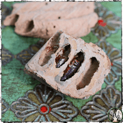 Dirt Dauber Nest, Pipe Organ Wasp Nest | Persuasion, Success, Family | Green Witch Living