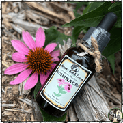 Organic Echinacea Tincture for Colds, Immune Boost, Green Witch Living