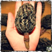 Dried Magnolia Cone for Witch Crafting, Green Witch Living