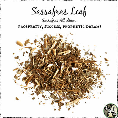 Sassafras Leaf Herb, Green Witch Living
