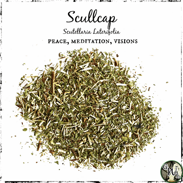 Scullcap Herb for Witches, Green Witch Living