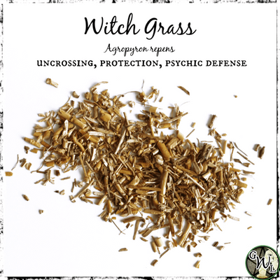 Witch Grass Herb, Green Witch Living