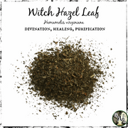 Witch Hazel Herb, Green Witch Living