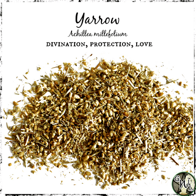 Dried Yarrow Flowers, Green Witch Living