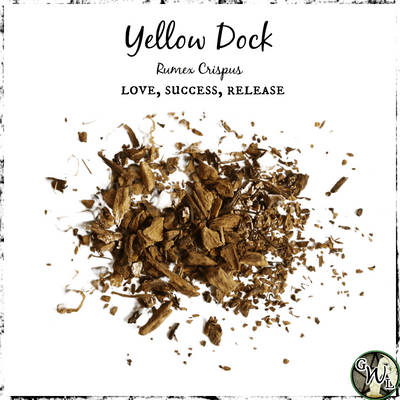 Dried Yellow Dock Root for Witches, Green Witch Living