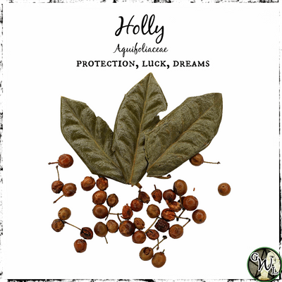 Holly Leaf and Berries, Organic | Protection, Luck, Dreams
