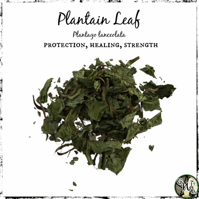 Plantain Leaf for Protection, Healing, Strength