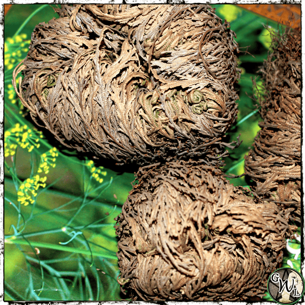 Rose of Jericho Flower, Resurrection Flower, Green Witch Living
