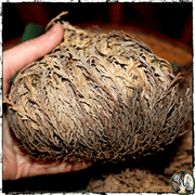 Resurrection Flower, Dried Rose of Jericho, Green Witch Living
