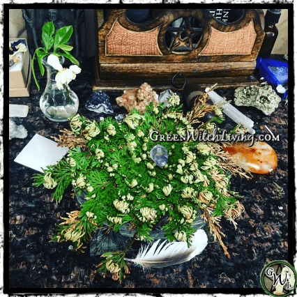 Rose of Jericho Flower Opened, Resurrection Flower, Green Witch Living